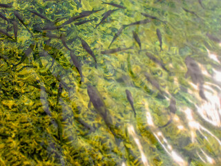 Fototapeta na wymiar Fishes in fresh lake water in Plitvice Natural Park in Plitvice, Croatia.