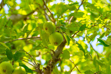 Apples in an apple tree cultivated in a garden in bright sunlight in summer, Almere, Flevoland, The Netherlands, July 19, 2020