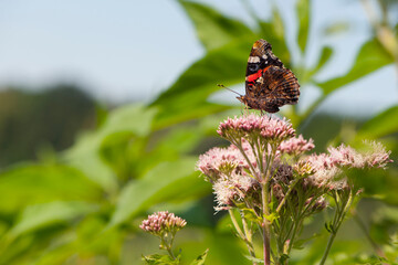 
beautiful butterfly sits on a flower against a background of green leaves