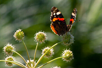 
beautiful butterfly sits on a plant with green background
