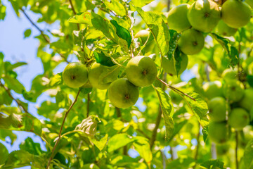 Apples in an apple tree cultivated in a garden in bright sunlight in summer, Almere, Flevoland, The Netherlands, July 19, 2020