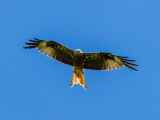 red kite on the hunt