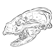 Black Line Art Sketch of an Animal Skull On White Background