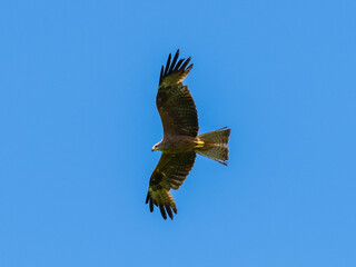 red kite on the hunt