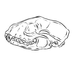 Black Line Art Sketch of an Animal Skull On White Background