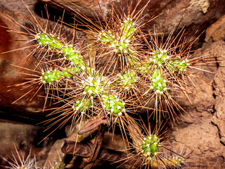 Close up of the areola and the thorns of a cactus that lies between stones and pieces of rusty metal in arid terrain in Mexico