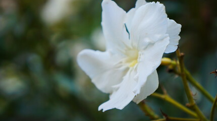 white spring flower
