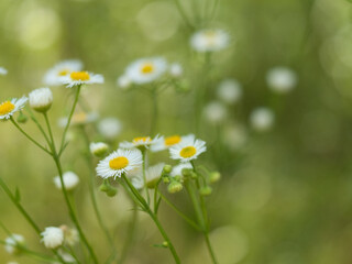 Delicate daisy flowers with the long stem in a field in the countryside
