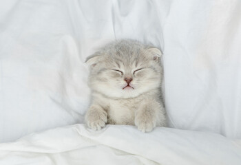 Fototapeta na wymiar Cozy scottish kitten sleeps under blanket on a bed at home. Top down view
