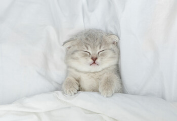 Cozy scottish kitten sleeps under blanket on a bed at home. Top down view