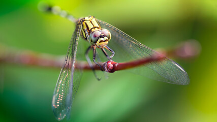 yellow colorful dragonfly on a branch, macro photo of this elegant and fragile predator with wide wings and giant faceted eyes, nature scene in the tropical island of Koh Lanta, Thailand