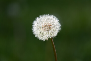 dandelion waiting for the wind with green background