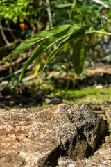 green plant growing in a stone