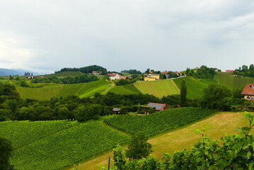 Fototapeta na wymiar steirische Landschaft mit Weingärten