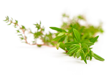 Rosemary, Thyme, fresh herbs isolated on white with blurred background