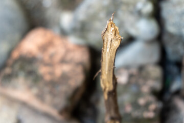dead tree branches that grows on the stone
