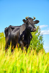 Black Cow on a green field and blue sky.