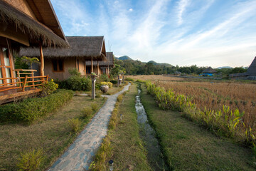 Fototapeta na wymiar Rice field with hut in Thailand