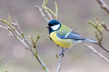 blue tit perched on a branch