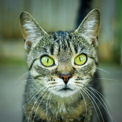 portrait of a cat with green eyes close up