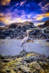 Great Blue Heron seen in the Osa Peninsula, Costa Rica