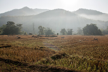 Morning mist over the rice field in Thailand