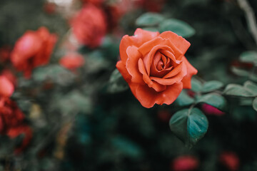 Beautiful blooming pink rose on a bush in the garden