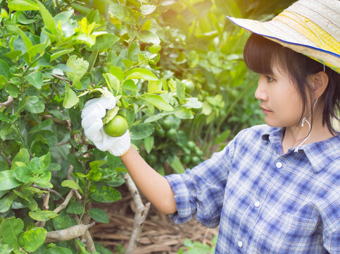 Lime with blur image of gardener woman holding lime. aritcle of the farmer growing lemons. thai food concept.