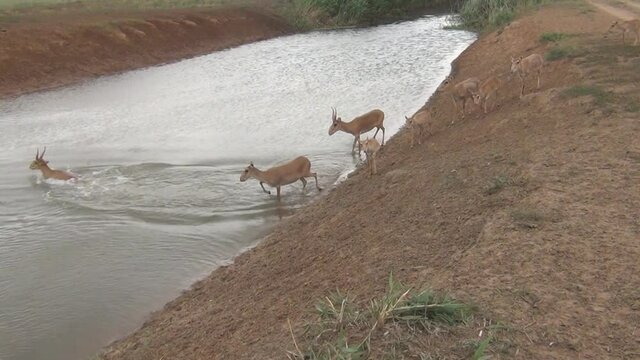 Kalmykia, nature reserve. The crossing of the herd of saigas across the river.