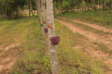 Rubber plantations