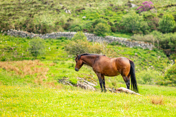 Brown Connemara Pony on green grass with small flowers a stone fence with abundant green vegetation...