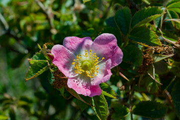 pink and white flower - egelantier