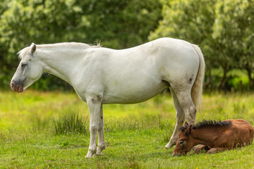 Naklejka na ściany i meble Connemara White Pony with her little brown foal lying in the grass surrounded by green vegetation with a blurred background, sunny spring day in Ireland
