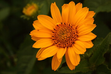 orange flower in the garden