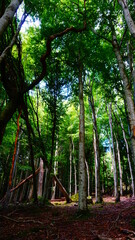 forest in the morning