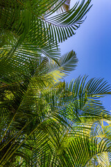 Abundant green leaves of Areca palm trees with sunlight reflecting on them with a blue sky in the background, sunny winter day in Jalisco, Mexico