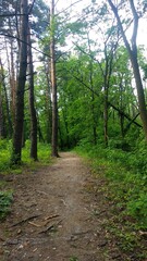 path in the woods