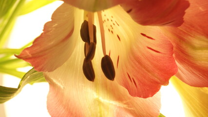 flor contraluz