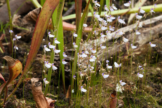 Sydney Australia, delicate purple flowers of utricularia bisquamata native to southern Africa