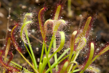 Sydney Australia, close-up of sundew plants with red and white sticky mucilage to catch insects