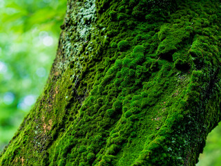 Obraz premium 苔の生えた老木の幹