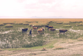 Fototapeta na wymiar Shepherd is driving his grazing cows outside the mud. Villager and his animals are passing through the plain valley covered with water and grass.