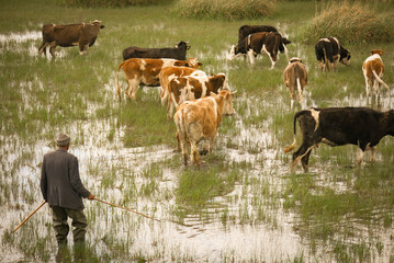 shepherd is looking at his cows which are grazing on the field with water. He is holding a stick in his hand and wearing a jacket. Cows are in focus only.