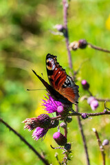 butterfly on a flower