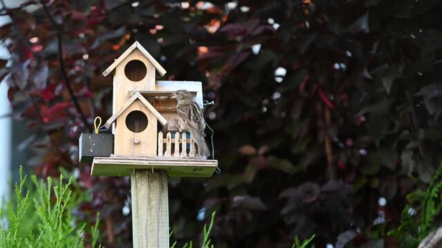 oiseau mangeant des graines