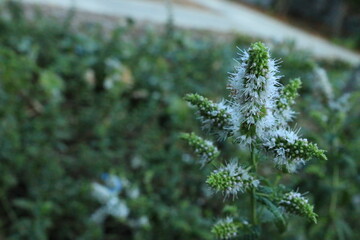 Mint's small flowers_4120