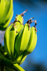a close up image of  young green bananas growing on a tree