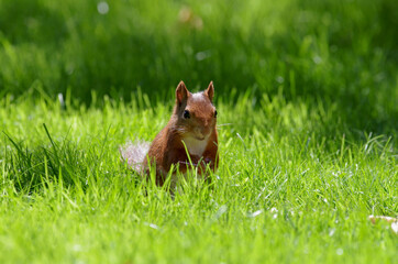 grüne wiese und ein eichhörnchen