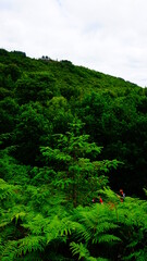 people in the forest 