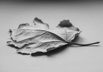 silver poplar leaf on the table